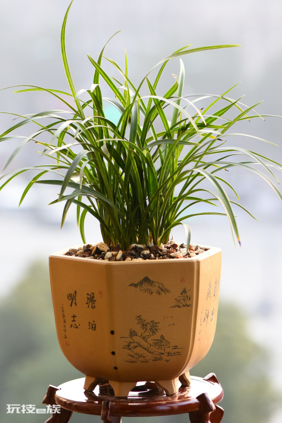 什么花香好闻又清香(室内这7种花香味好闻还好养)-图片2