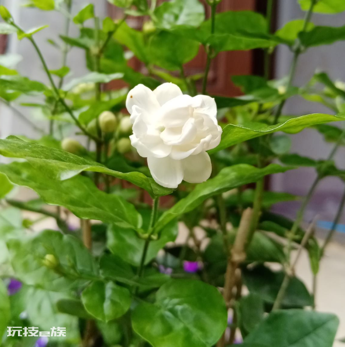 什么花香好闻又清香(室内这7种花香味好闻还好养)-图片3