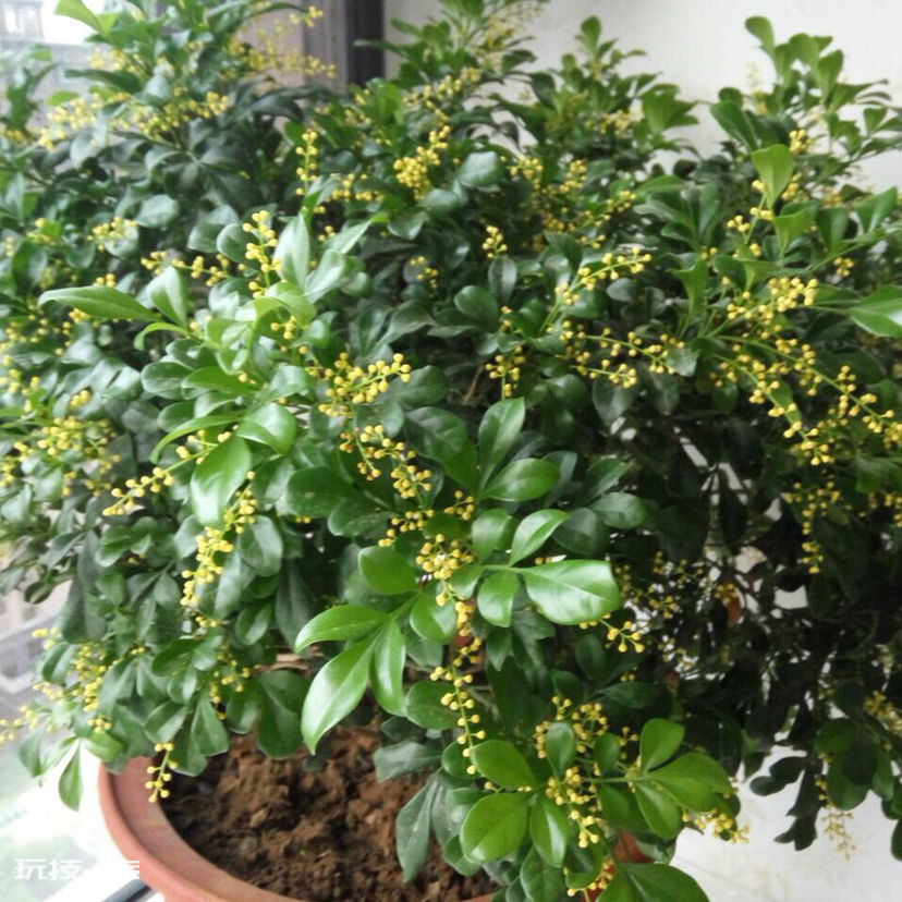 什么花香好闻又清香(室内这7种花香味好闻还好养)-图片6