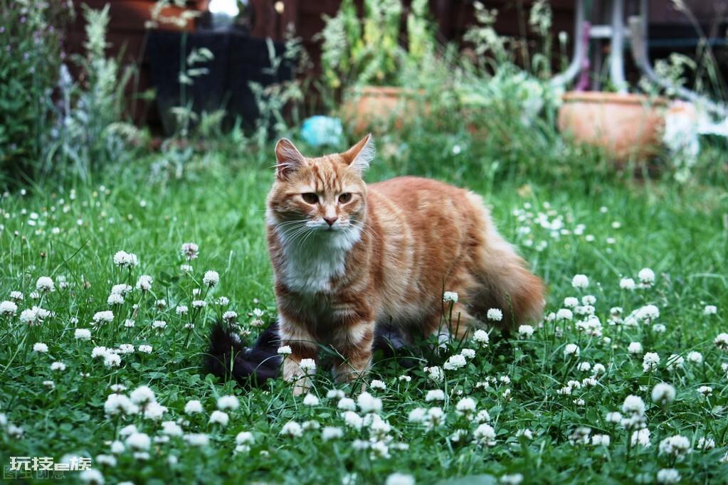 最温柔的猫咪排名前十(世界上最温柔的宠物猫排行)-图片1