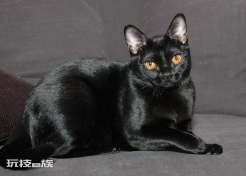 最温柔的猫咪排名前十(世界上最温柔的宠物猫排行)-图片2