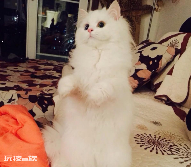最温柔的猫咪排名前十(世界上最温柔的宠物猫排行)-图片3