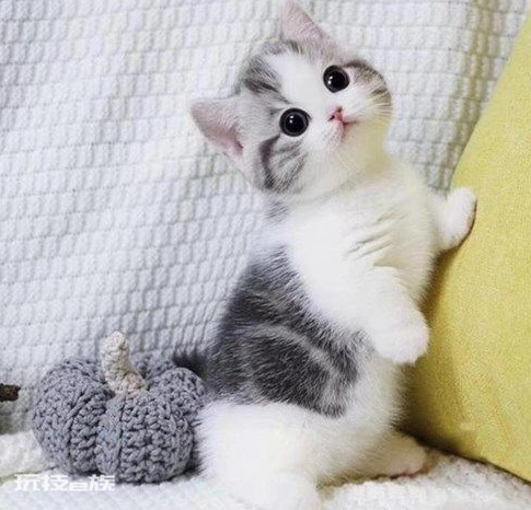 最温柔的猫咪排名前十(世界上最温柔的宠物猫排行)-图片5