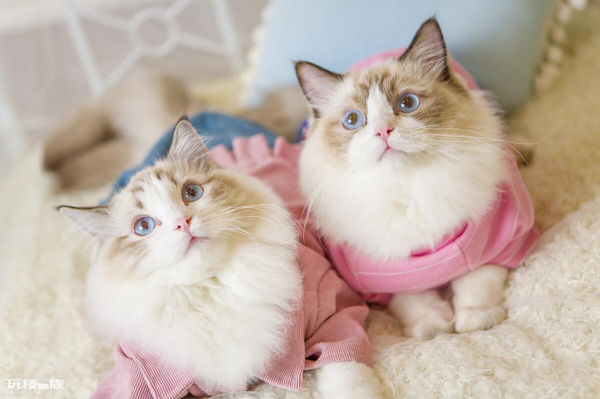 最温柔的猫咪排名前十(世界上最温柔的宠物猫排行)-图片6