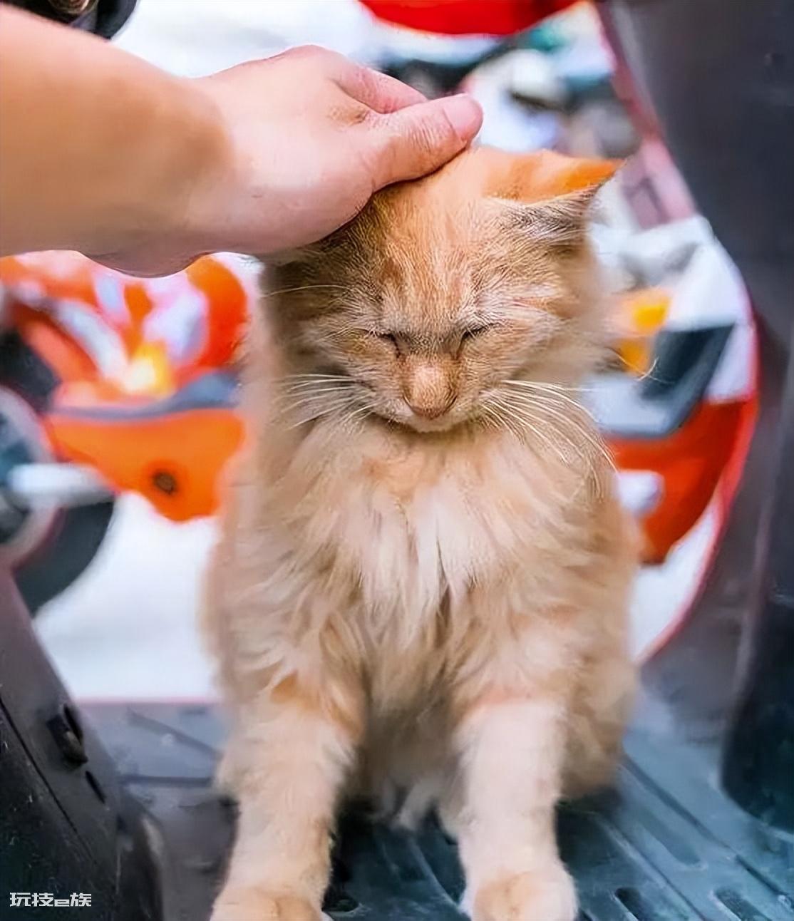 猫咪跑丢了还能找到家吗(猫咪走丢后很难找回来吗)-图片1