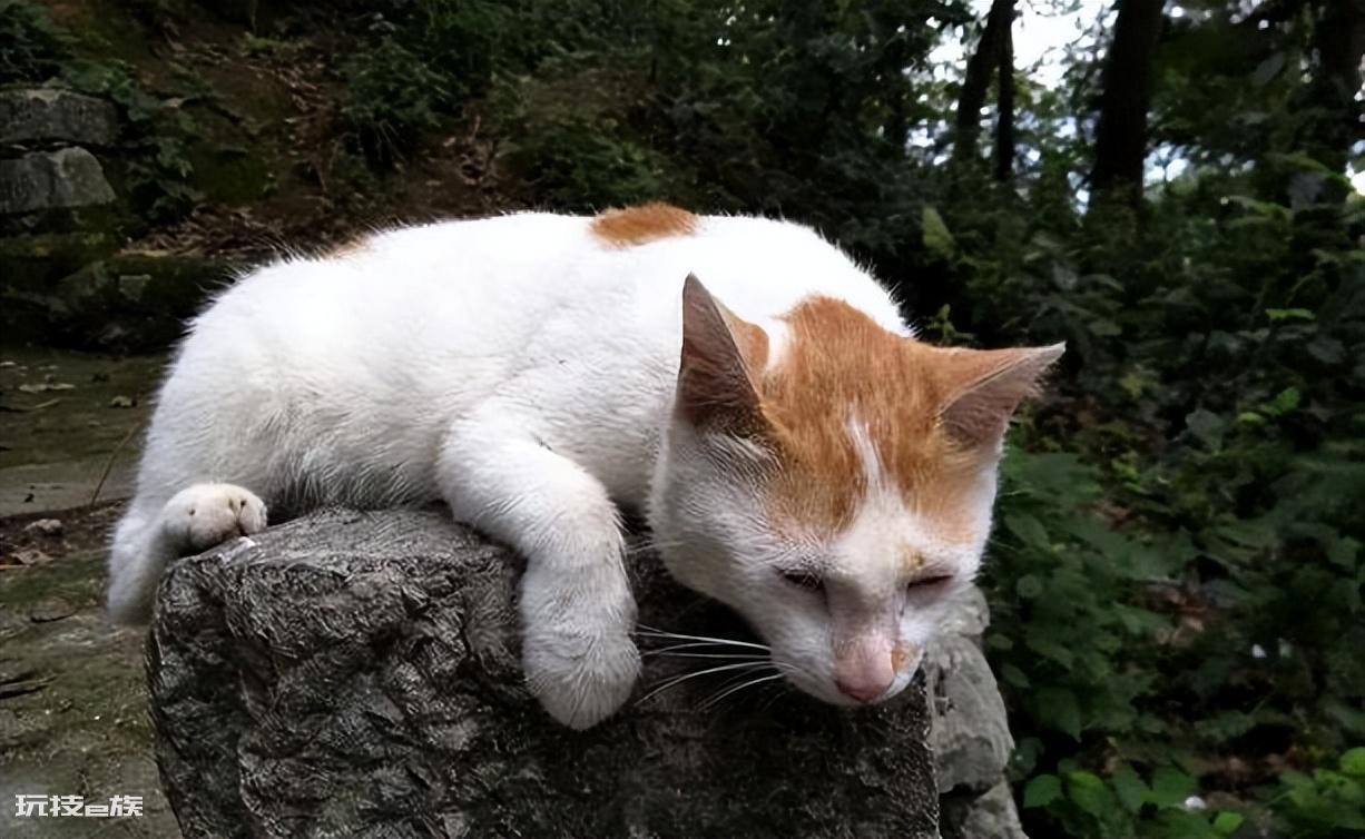 猫咪跑丢了还能找到家吗(猫咪走丢后很难找回来吗)-图片2