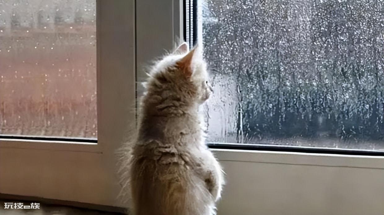 猫咪跑丢了还能找到家吗(猫咪走丢后很难找回来吗)-图片3