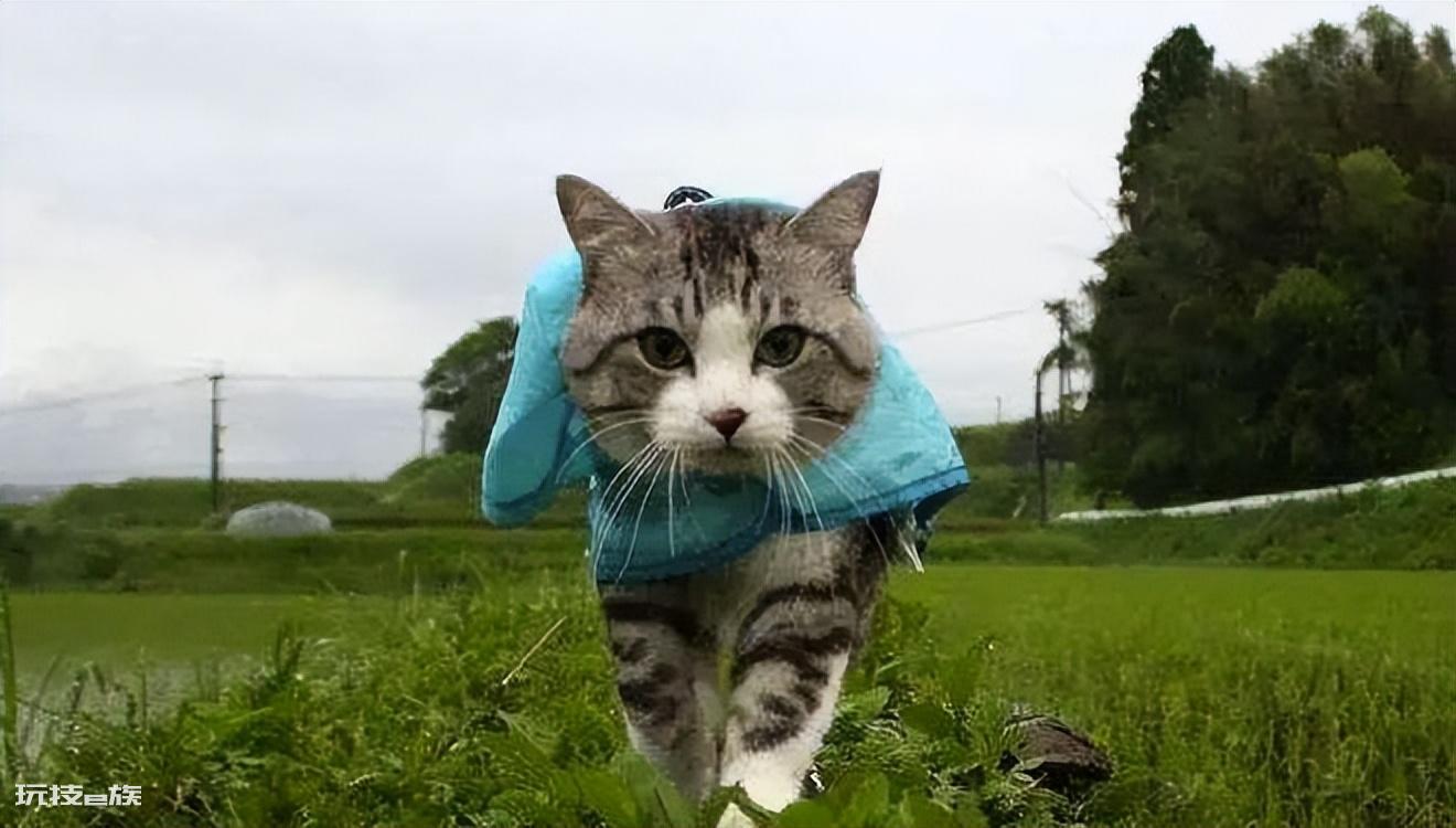 猫咪跑丢了还能找到家吗(猫咪走丢后很难找回来吗)-图片4