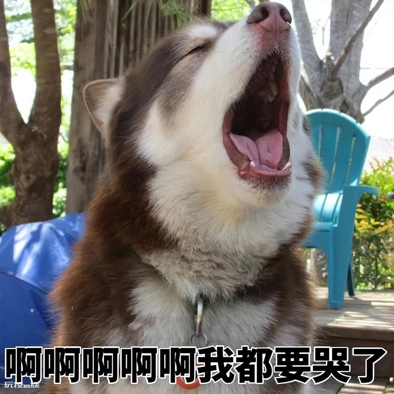 寄养的狗有什么影响(经常寄养狗狗有这几种严重后果)-图片2