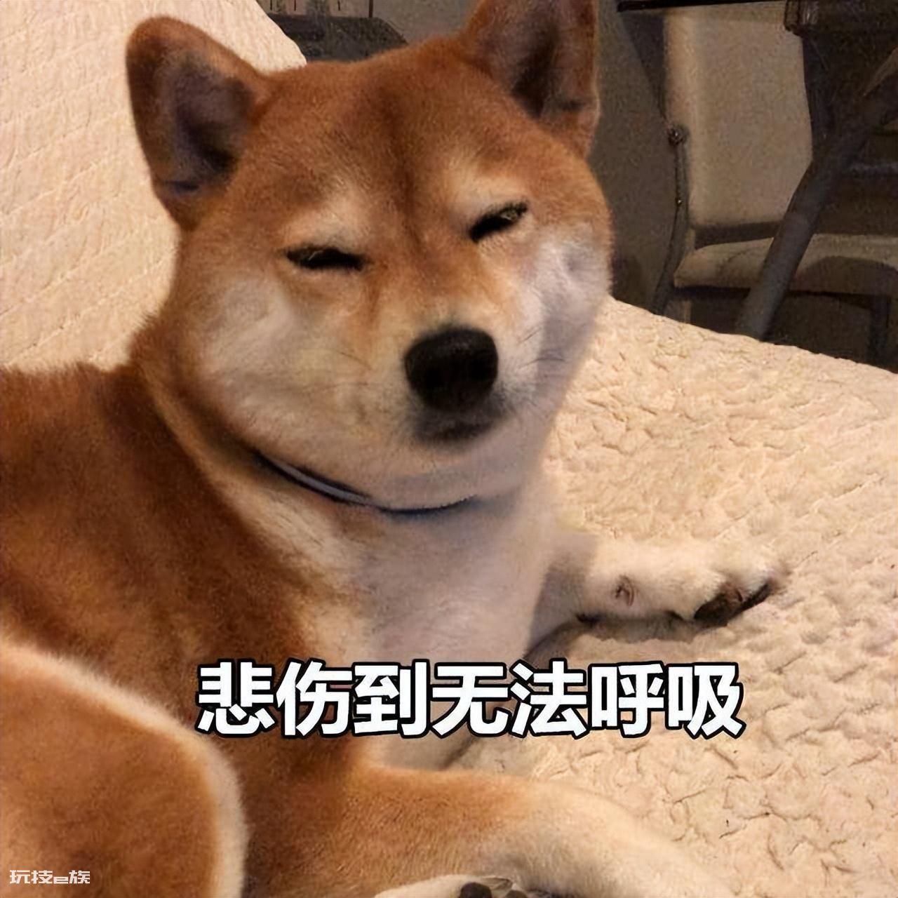 寄养的狗有什么影响(经常寄养狗狗有这几种严重后果)-图片3
