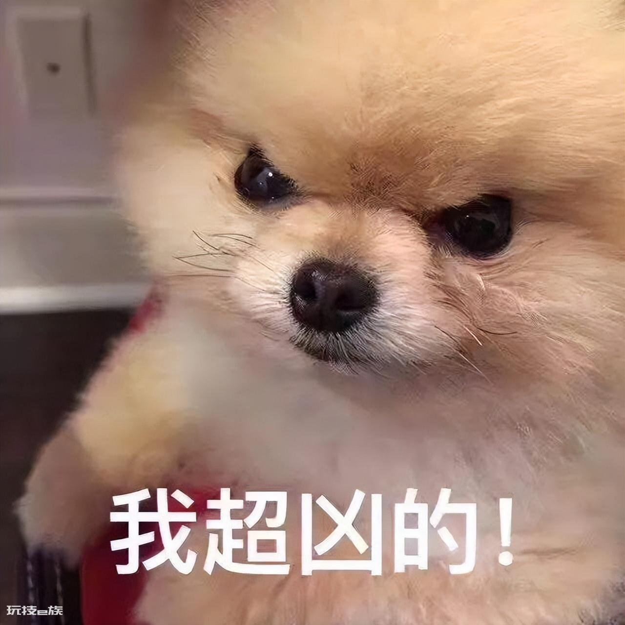 寄养的狗有什么影响(经常寄养狗狗有这几种严重后果)-图片4