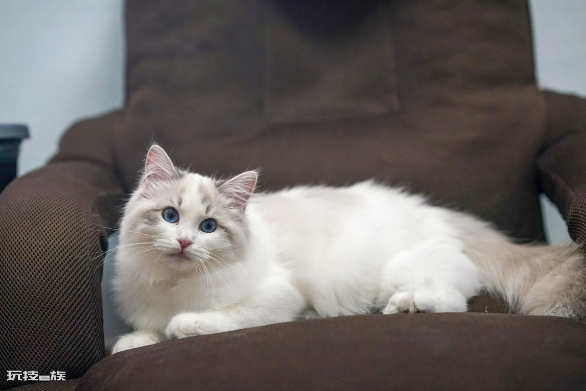 布偶猫买公猫还是母猫好(家里养公和母布偶猫区别)-图片2