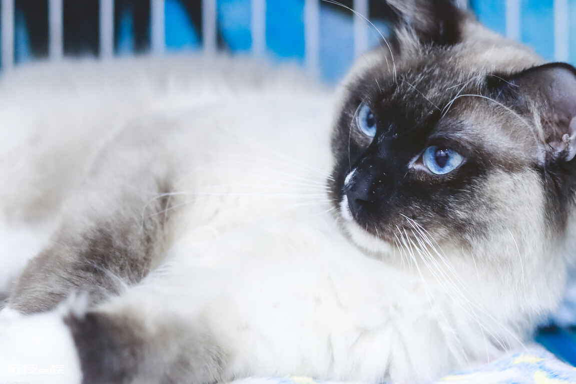 布偶猫买公猫还是母猫好(家里养公和母布偶猫区别)-图片3
