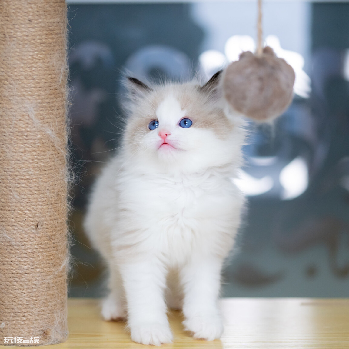 布偶猫买公猫还是母猫好(家里养公和母布偶猫区别)-图片5