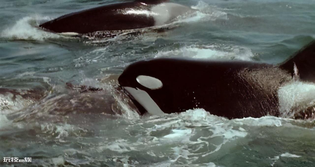 座头鲸和虎鲸的恩怨宿敌(座头鲸为何总跟虎鲸过不去)-图片6