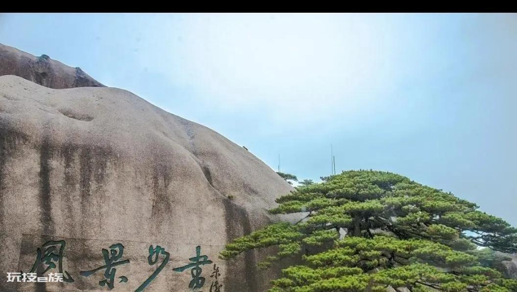 最值钱的树木品种排名(中国最值钱的3种树木)-图片1