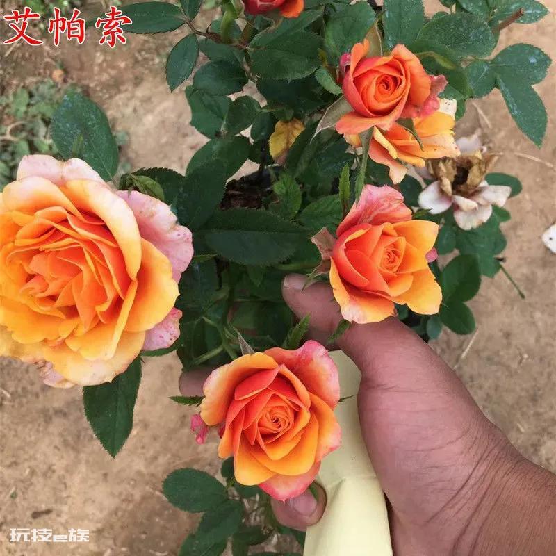 微型月季哪家好(最值得入手的微型月季品种名称)-图片1