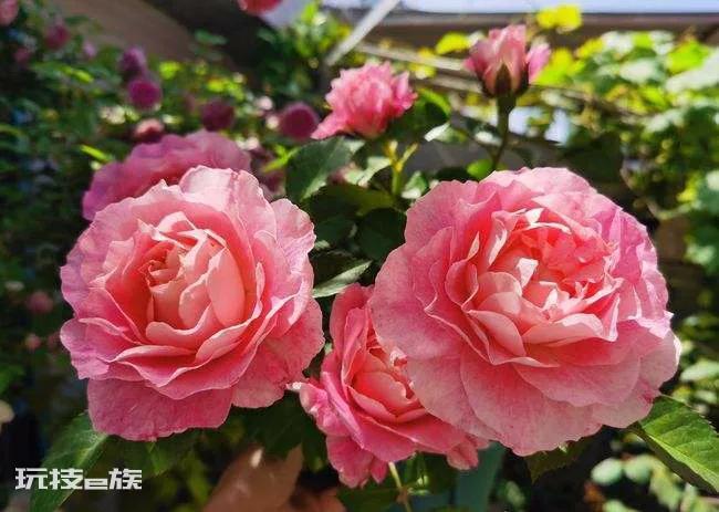 微型月季哪家好(最值得入手的微型月季品种名称)-图片3