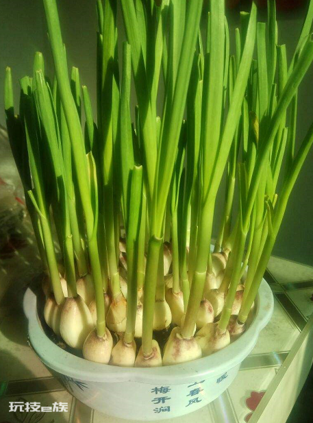 耐阴的蔬菜有哪些(可以在家里种的5种耐阴蔬菜品种)-图片1