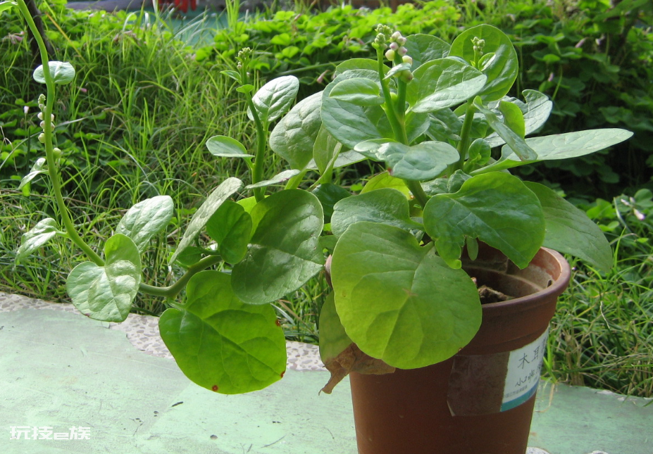 耐阴的蔬菜有哪些(可以在家里种的5种耐阴蔬菜品种)-图片2