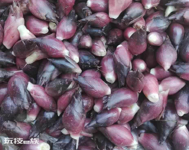 耐阴的蔬菜有哪些(可以在家里种的5种耐阴蔬菜品种)-图片5