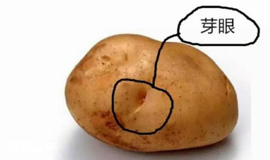 耐阴的蔬菜有哪些(可以在家里种的5种耐阴蔬菜品种)-图片7