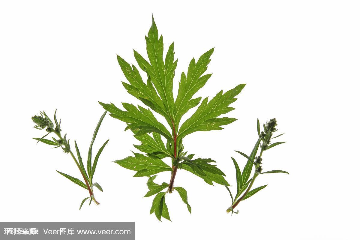 艾蒿和艾草的区别图片(3招教你快速分辨艾蒿和艾草)-图片4