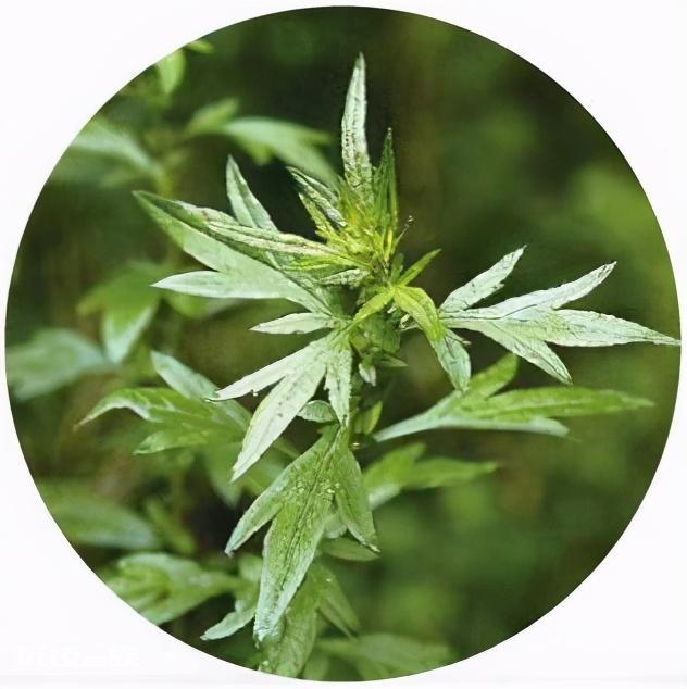 艾蒿和艾草的区别图片(3招教你快速分辨艾蒿和艾草)-图片6