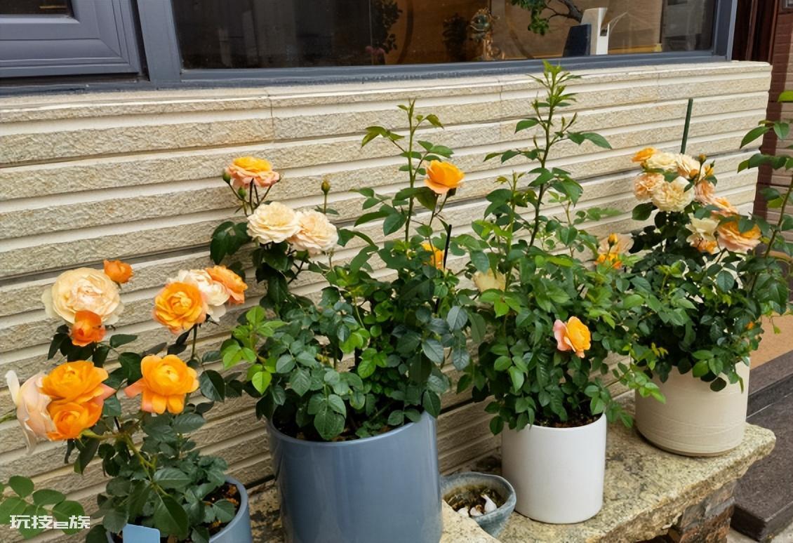 懒人一定要养这5种花(公认好养又省心的5种花卉植物)-图片1