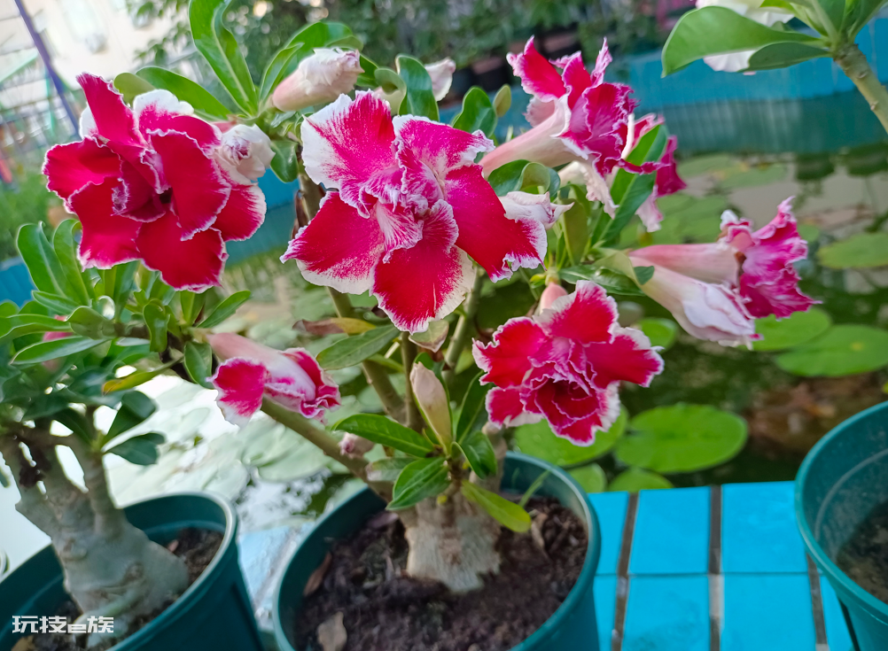 懒人一定要养这5种花(公认好养又省心的5种花卉植物)-图片2