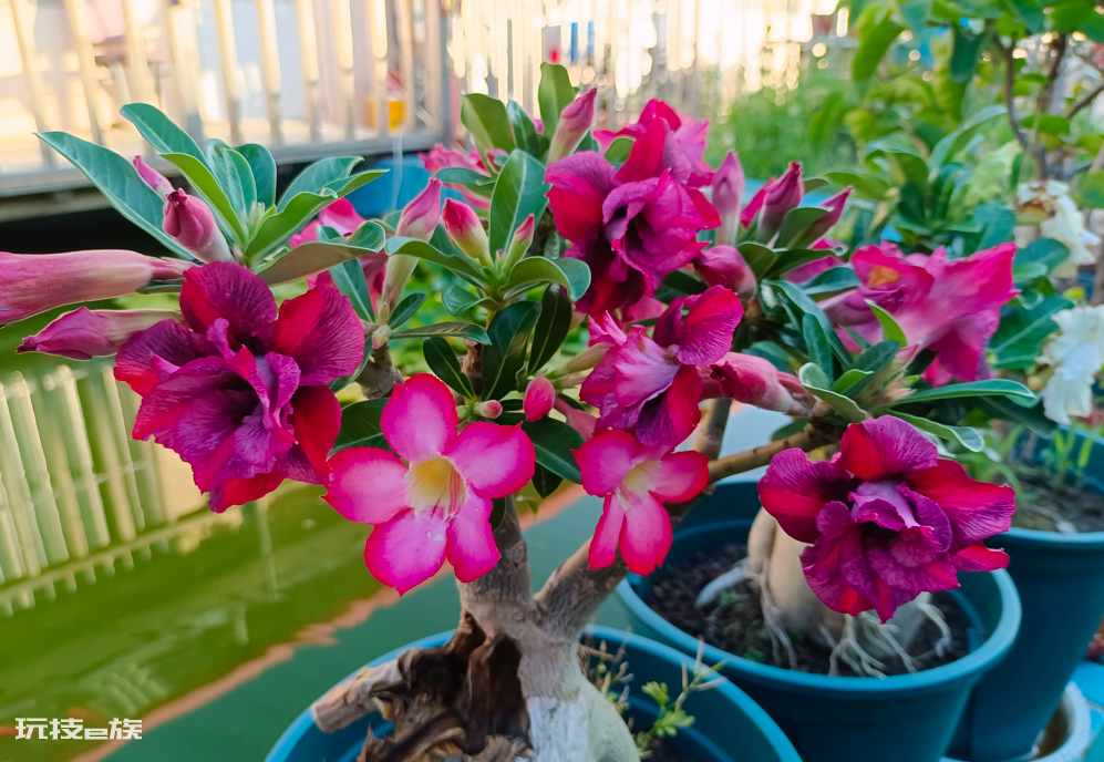 懒人一定要养这5种花(公认好养又省心的5种花卉植物)-图片3