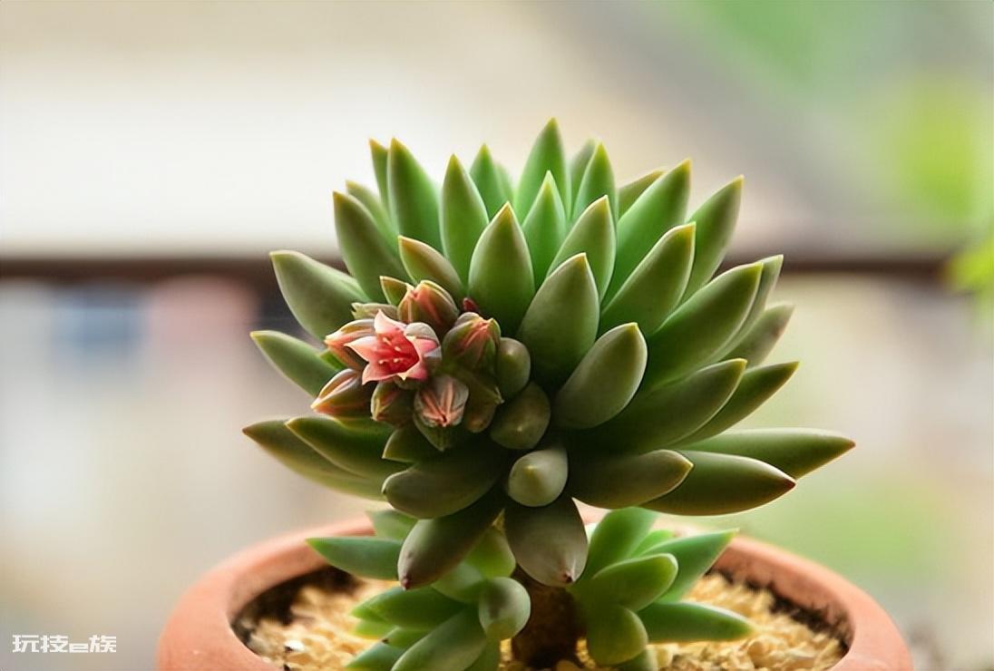 懒人一定要养这5种花(公认好养又省心的5种花卉植物)-图片6