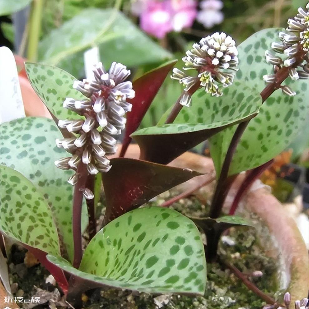 懒人一定要养这5种花(公认好养又省心的5种花卉植物)-图片8