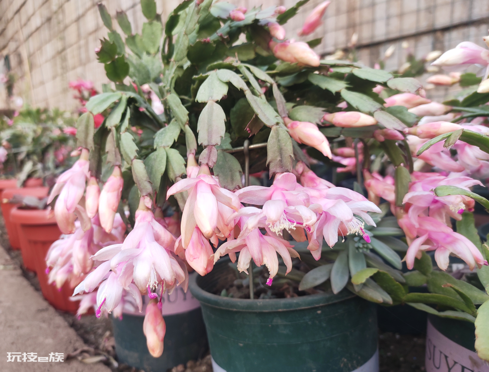 懒人一定要养这5种花(公认好养又省心的5种花卉植物)-图片9