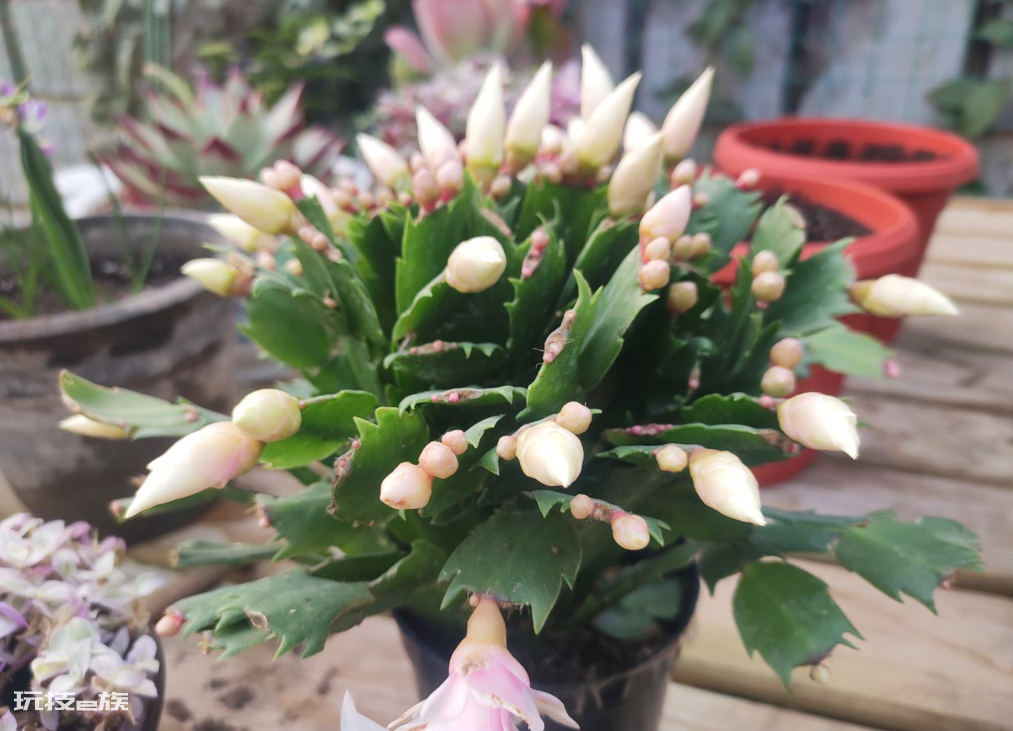 懒人一定要养这5种花(公认好养又省心的5种花卉植物)-图片10