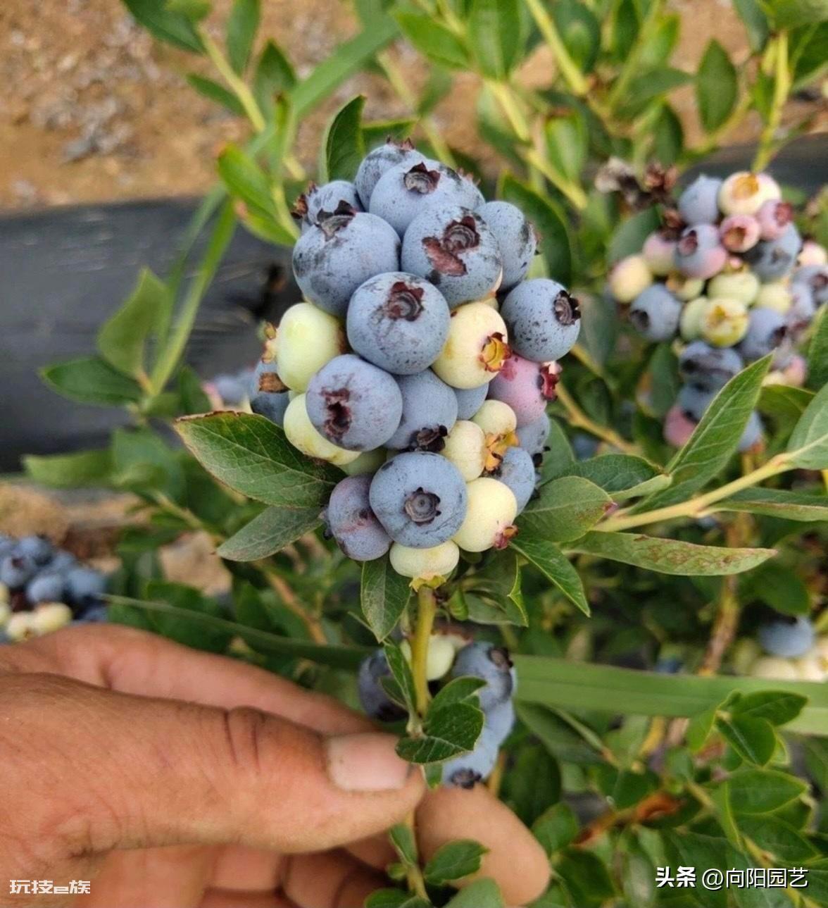 蓝莓好种植吗(很多网友买蓝莓树在家能养活但不结果)-图片1
