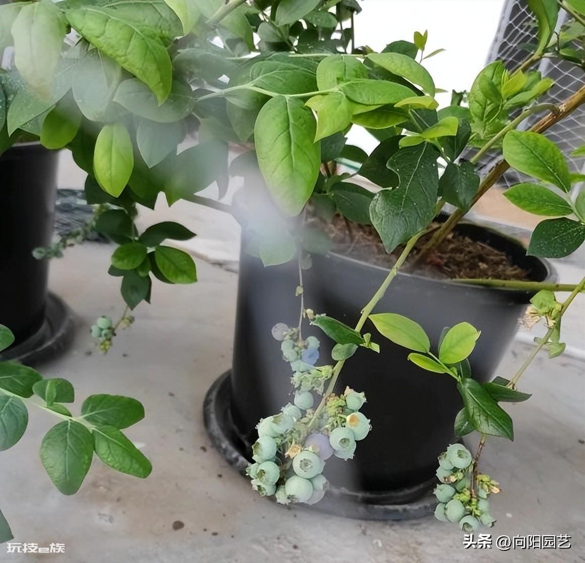 蓝莓好种植吗(很多网友买蓝莓树在家能养活但不结果)-图片7