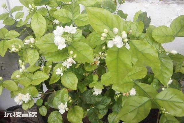 茉莉叶子发黄是什么原因造成的(茉莉花黄叶是怎么回事)-图片2