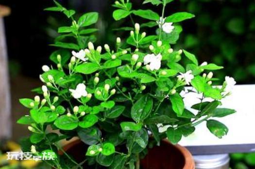 茉莉叶子发黄是什么原因造成的(茉莉花黄叶是怎么回事)-图片3