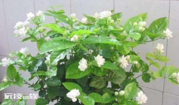 茉莉叶子发黄是什么原因造成的(茉莉花黄叶是怎么回事)-图片4