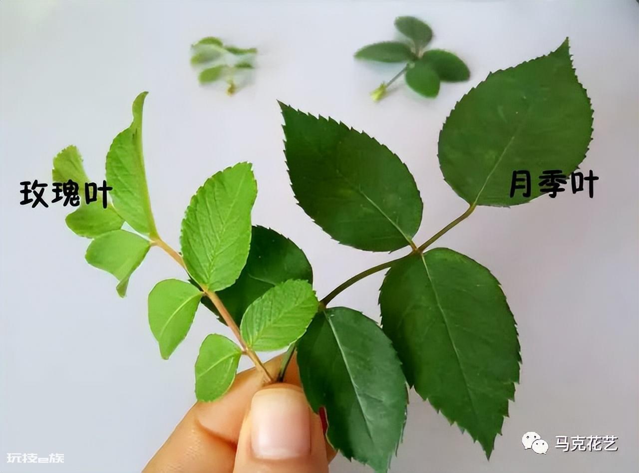 玫瑰与月季的区别在哪里图片(四大不同点一看就明白了了)-图片3