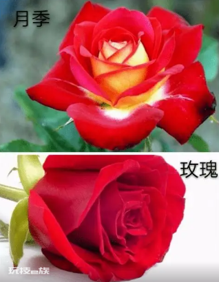 玫瑰与月季的区别在哪里图片(四大不同点一看就明白了了)-图片4