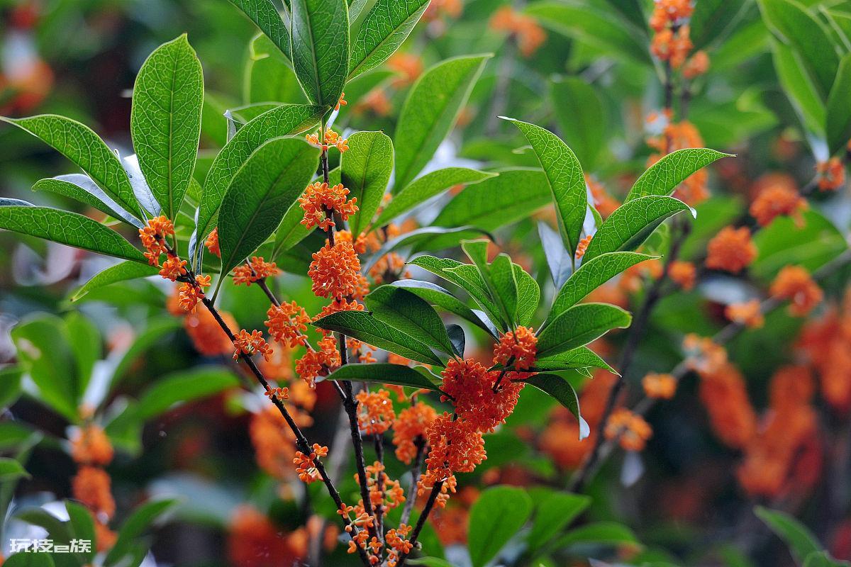 桂花树不开花是什么原因(桂花树开花又多又香的方法)-图片1