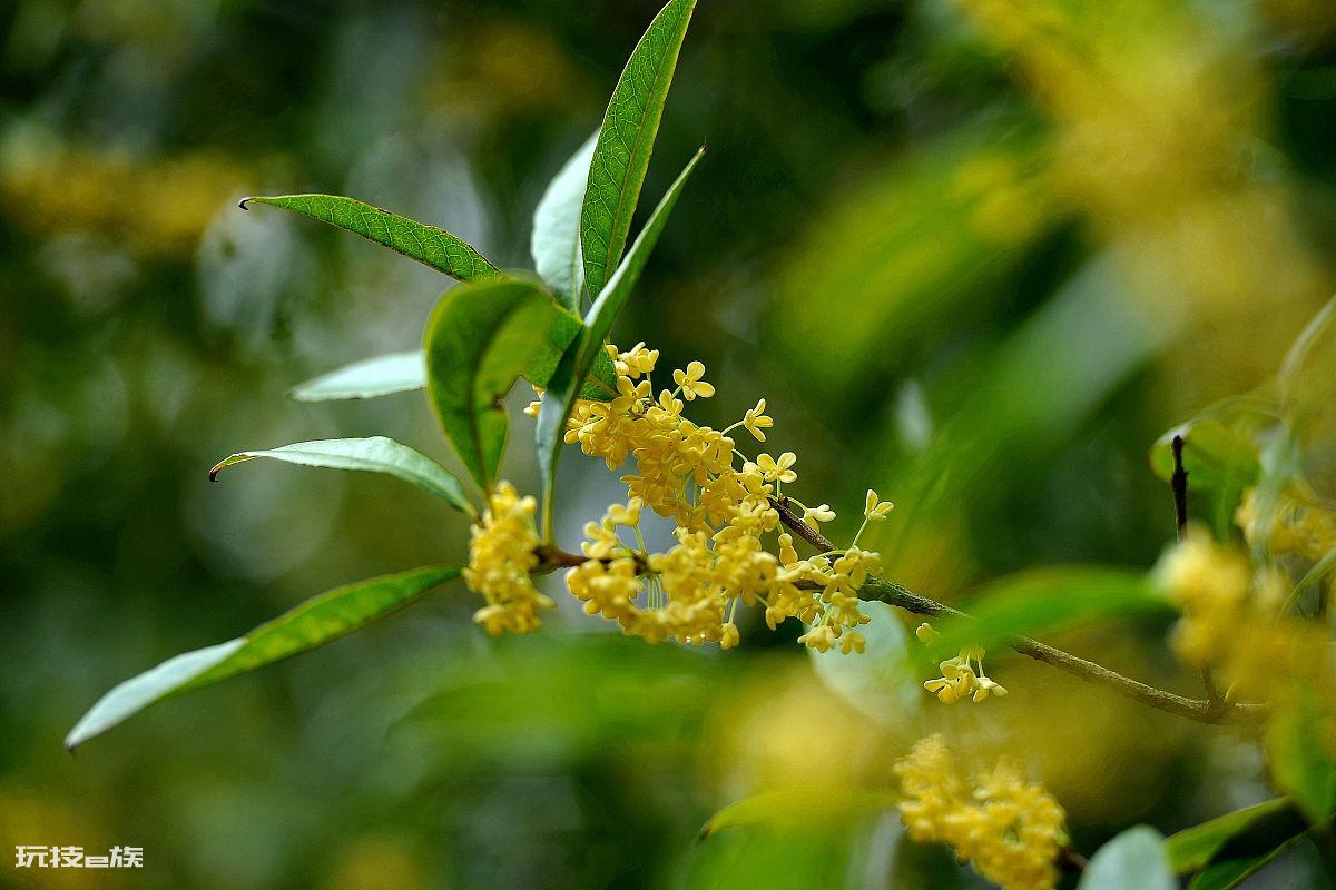 桂花树不开花是什么原因(桂花树开花又多又香的方法)-图片4
