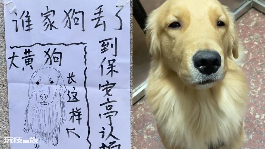 狗狗丢了怎么找最有效(狗狗丢了这几步没准能快速找回它)-图片5