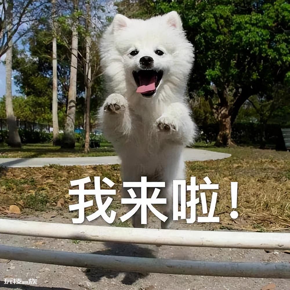 狗狗丢了怎么找最有效(狗狗丢了这几步没准能快速找回它)-图片7