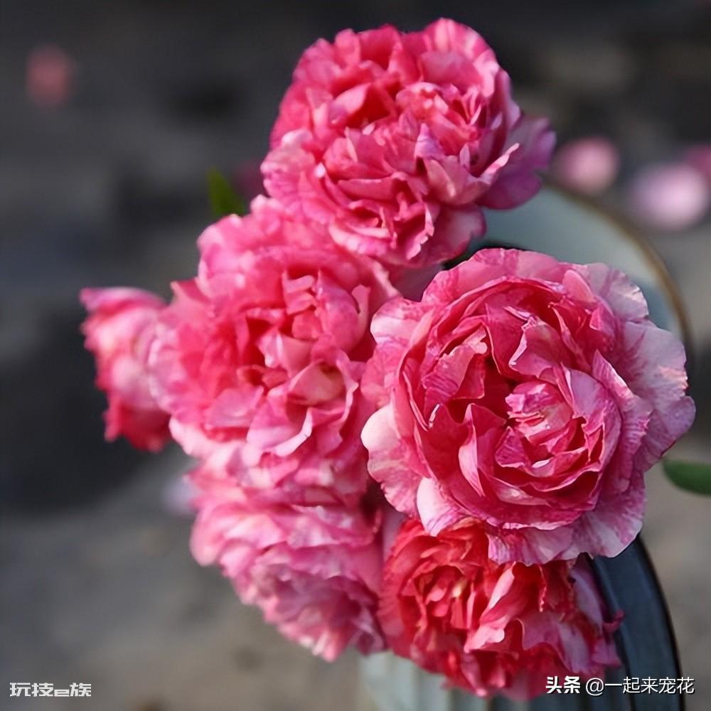 值得入的两棵伊芙月季(伊芙系列好的5大品种图片)-图片1