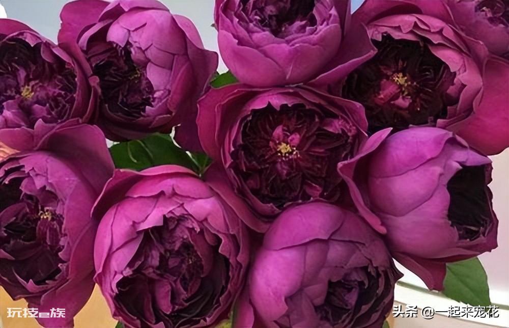 值得入的两棵伊芙月季(伊芙系列好的5大品种图片)-图片2