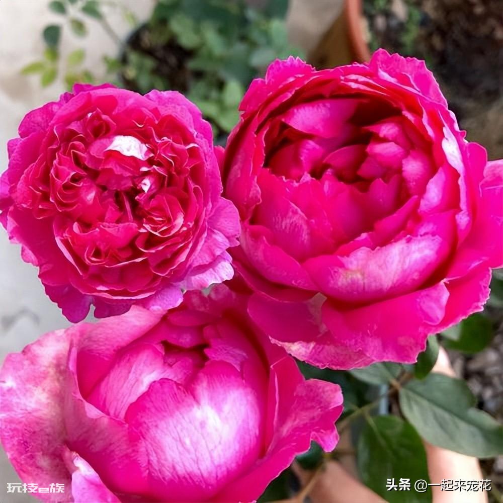 值得入的两棵伊芙月季(伊芙系列好的5大品种图片)-图片3
