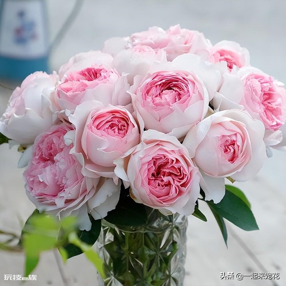 值得入的两棵伊芙月季(伊芙系列好的5大品种图片)-图片4